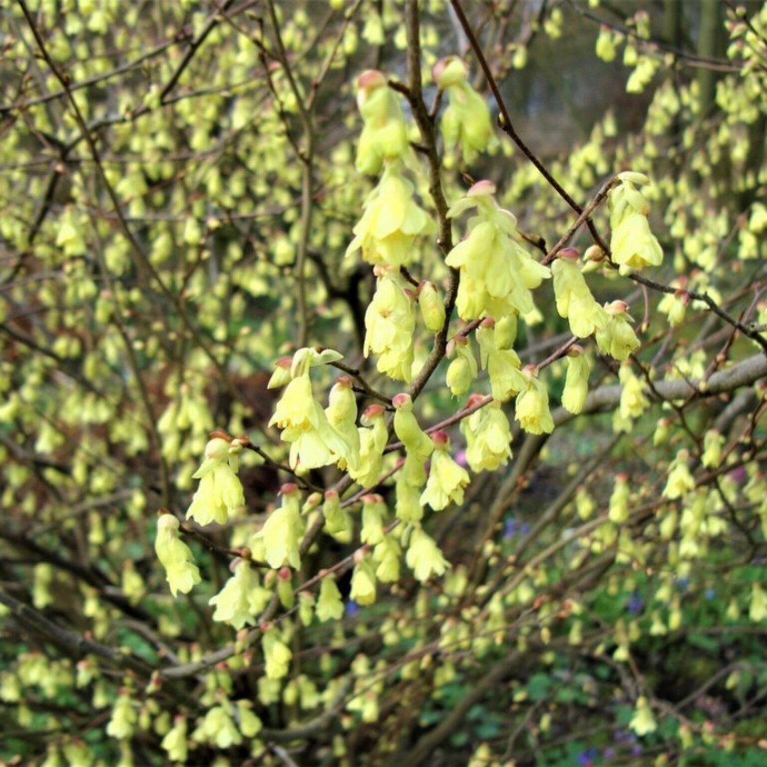 Laat je tuin stralen in de stilste maanden van het jaar